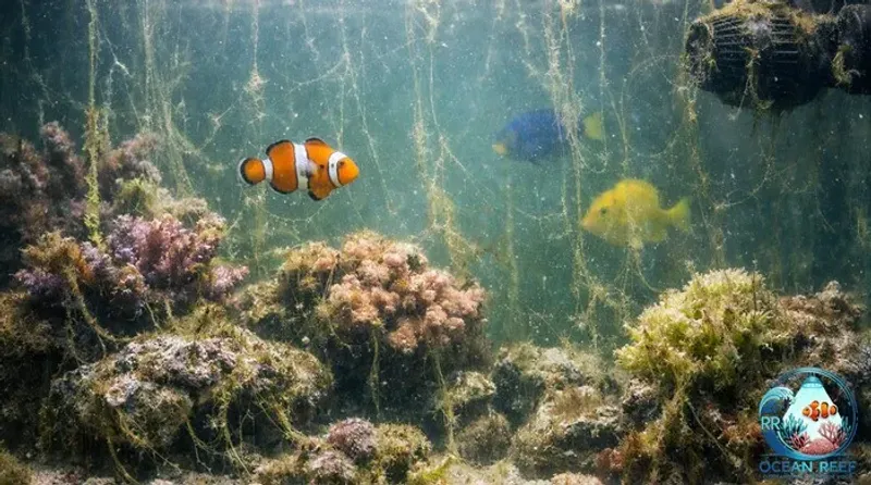 Sofrendo com aquela alga filamentosa? E agora?